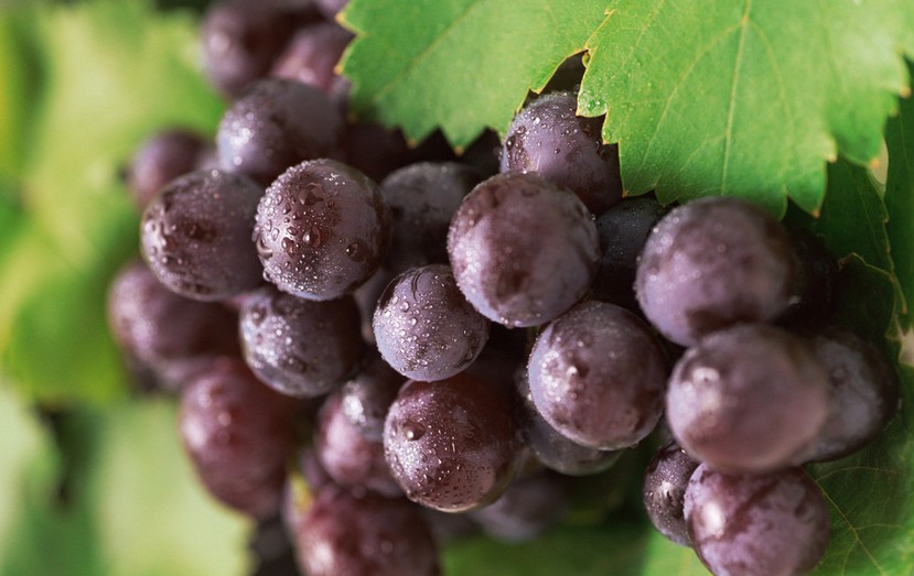 “葡萄美酒夜光杯”，敦煌陽(yáng)關(guān)葡萄最甜美