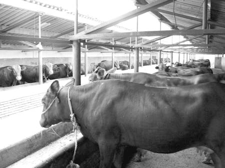 產(chǎn)業(yè)發(fā)展看平?jīng)觥捌經(jīng)黾t?！眽?nèi)開花墻外紅