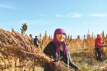 藜麥香飄新家園——天?？h易地扶貧搬遷工作掠影