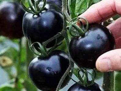 快看！蘭州新區(qū)高優(yōu)新特圣女果“黑羅漢”成熟待摘