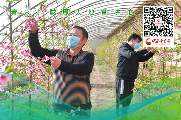 海報(bào)丨春來！隴原大地春耕忙