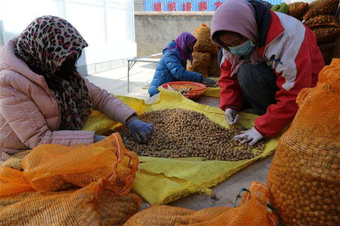 了不起！甘肅定西馬鈴薯良種出口7個(gè)國家