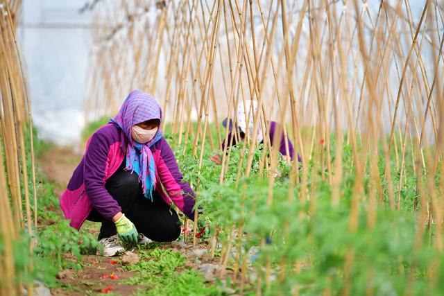 甘肅天水：致富產業(yè)助農民家門口就業(yè)增收