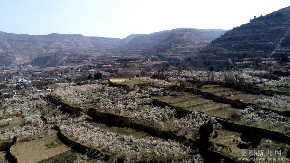 麥積春意濃 萬(wàn)畝杏林競(jìng)開放