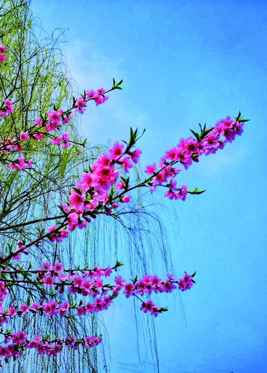 銅城桃花嫵媚綻放！君莫宅家辜負春光美景