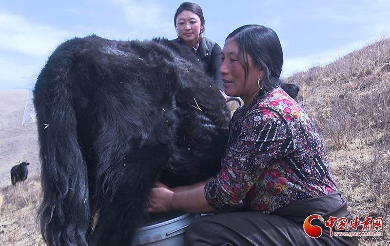 甘肅合作：高原上盛開了一朵美麗的“格?；ā保▓D）