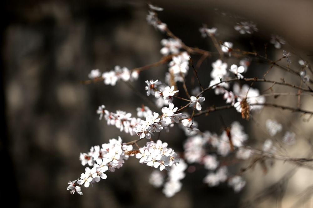 海報(bào)|花開(kāi)隴原，甘肅這些景區(qū)正在復(fù)蘇！