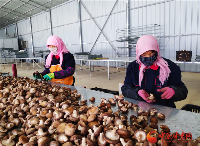 【甘肅省決戰(zhàn)決勝脫貧攻堅(jiān)】錯峰上市搶市場  隴南宕昌種植香菇顯優(yōu)勢