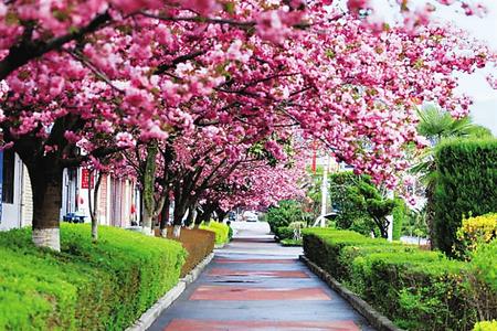 【印象隴原】去兩當(dāng)，與櫻花赴約