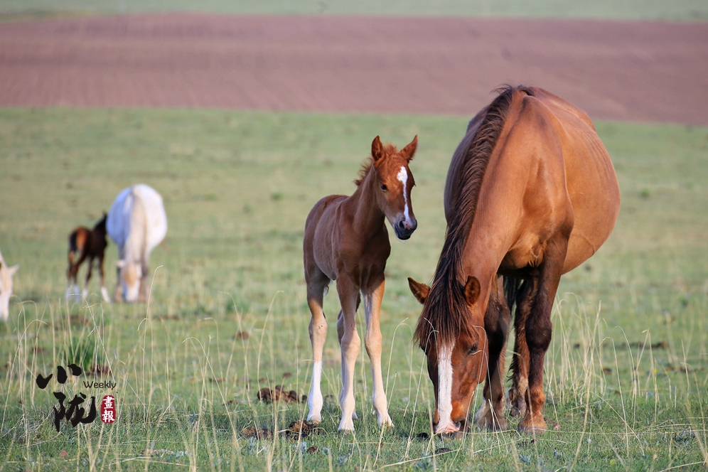 【小隴畫報(bào)·88期】跨越千年 走進(jìn)亞洲最大的馬場