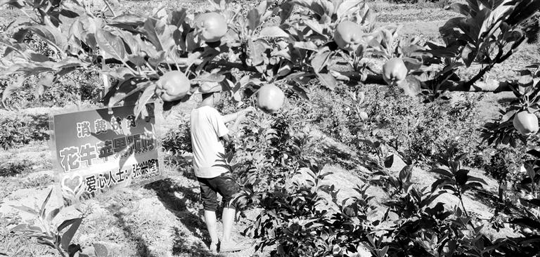 “于堡村果園”開張記——認購“一棵樹”，結出“致富果”