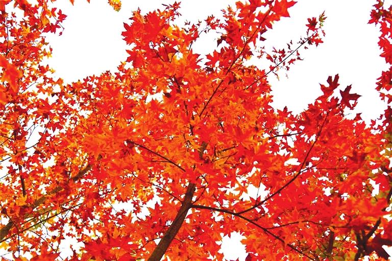 出彩啦！蘭州高校秋景驚艷來襲，快到秋日調色盤里pick你的母校