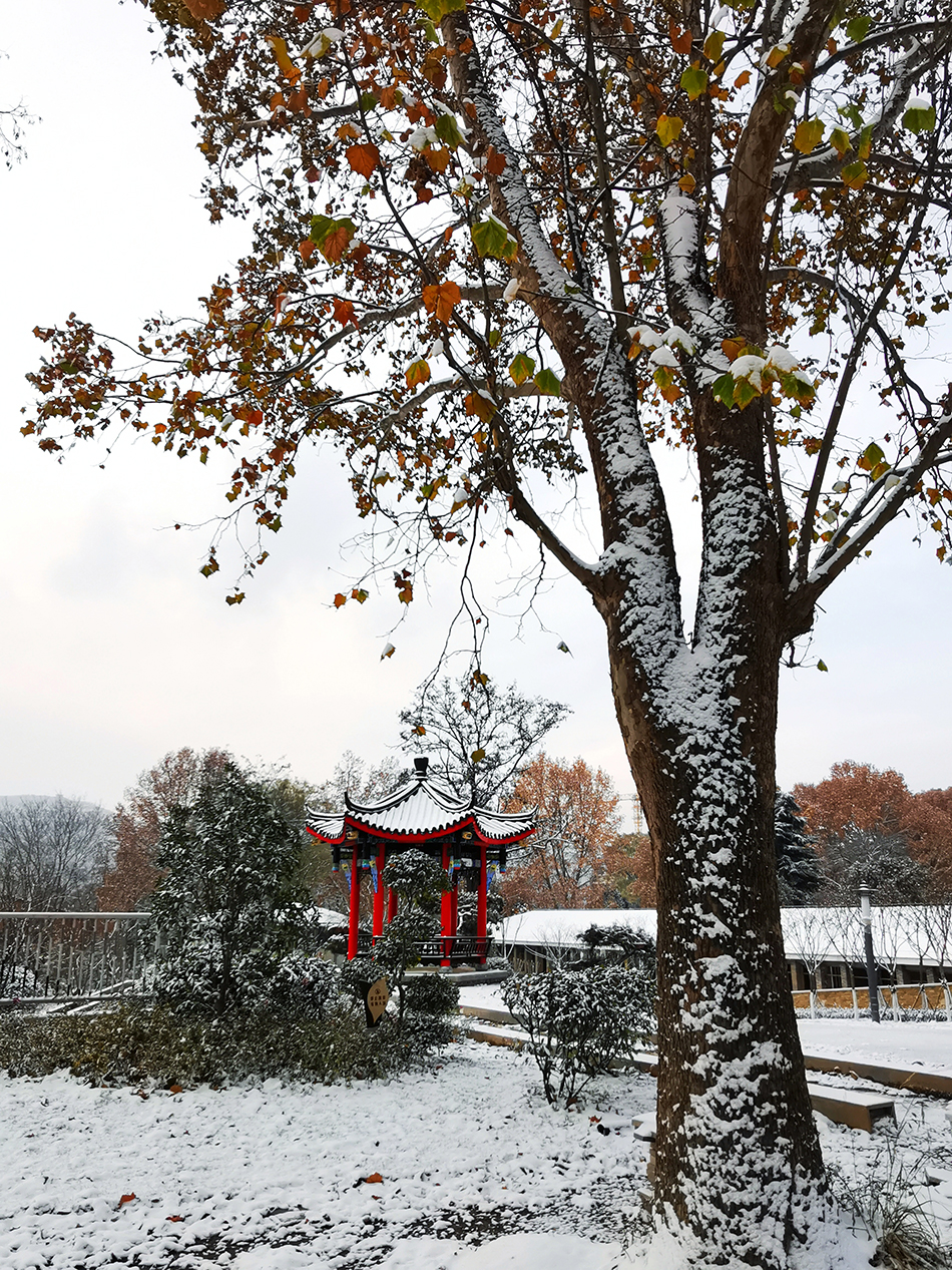 高清大圖|天水弘文園初雪，你喜歡嗎？