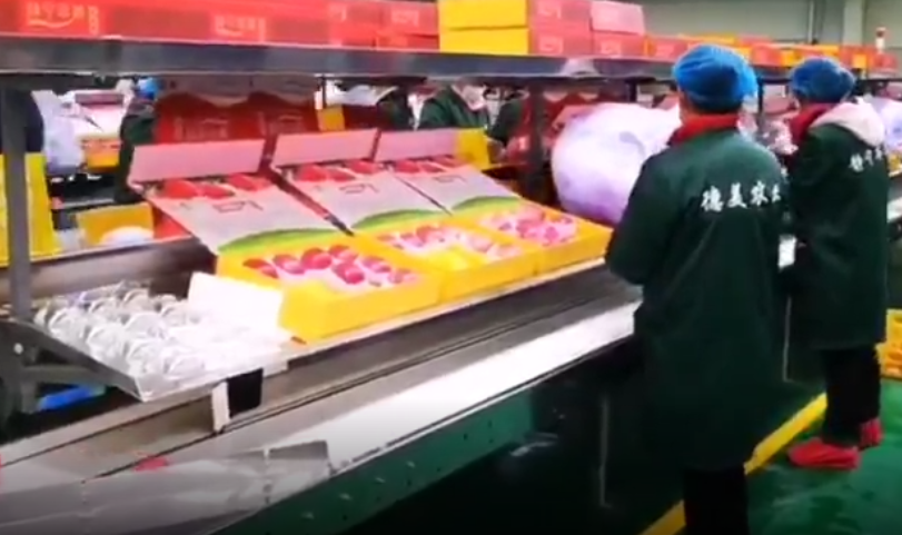 【獨(dú)家視頻】快訊丨甘肅省委副書記、代省長(zhǎng)任振鶴在靜寧縣調(diào)研蘋果產(chǎn)業(yè)發(fā)展