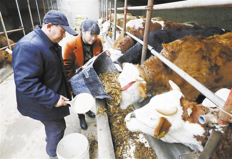 我和我的家鄉(xiāng)丨定西臨洮縣黨家墩村：“?！碑a(chǎn)業(yè)帶來“?！比兆?>
        </a><em>我和我的家鄉(xiāng)丨定西臨洮縣黨家墩村：“牛”產(chǎn)業(yè)帶來“?！比兆?/em></li>
    <li><a  target=