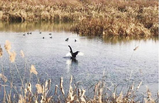 蘭州新區(qū)開展“世界野生動植物日”主題宣傳活動