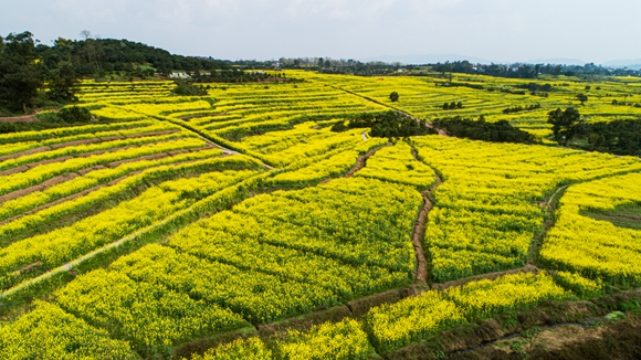 千余畝油菜花盛開(kāi)。廖濤 攝