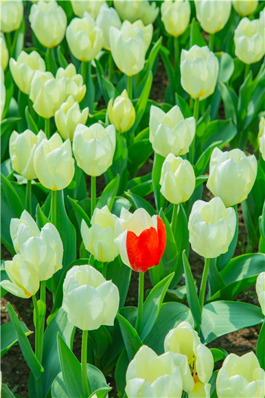 花叢中，別具一格。羅云希 攝