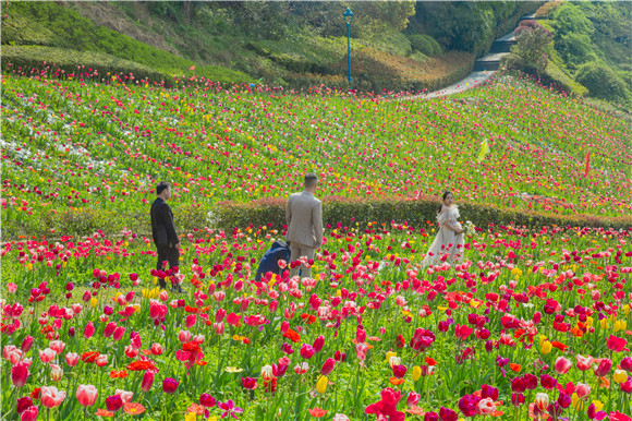 花海間，拍上一組美美的婚紗照。羅云希 攝