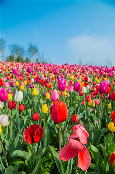 花的海洋。羅云希 攝
