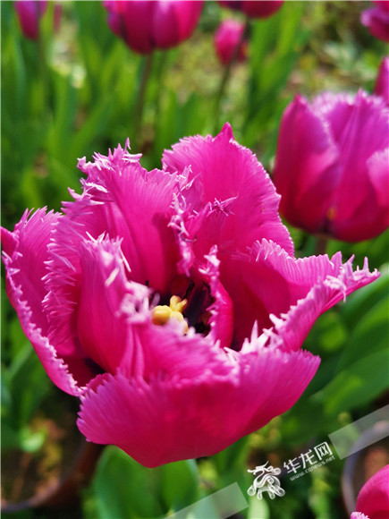 特色郁金香品種，花邊呈鋸齒狀。華龍網—新重慶客戶端記者 舒婷 攝