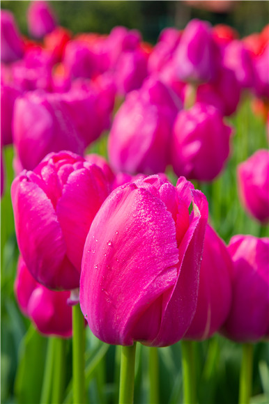 郁金香嬌艷欲滴。羅云希 攝