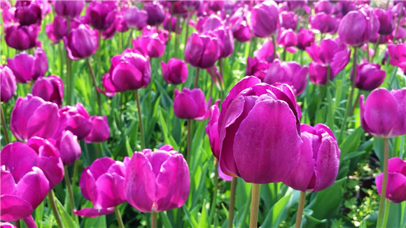 紫色郁金香。華龍網—新重慶客戶端袁舒含 攝