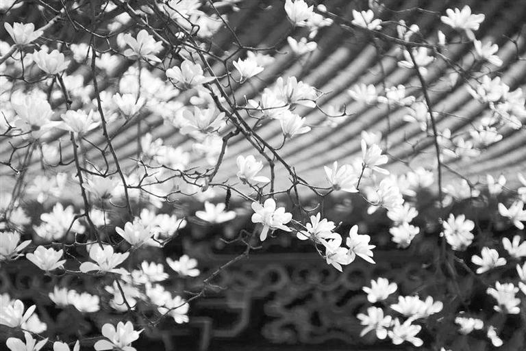 天水雙玉蘭堂，吟杜甫詩(shī) 煎泉水茶 賞白石書(shū)法