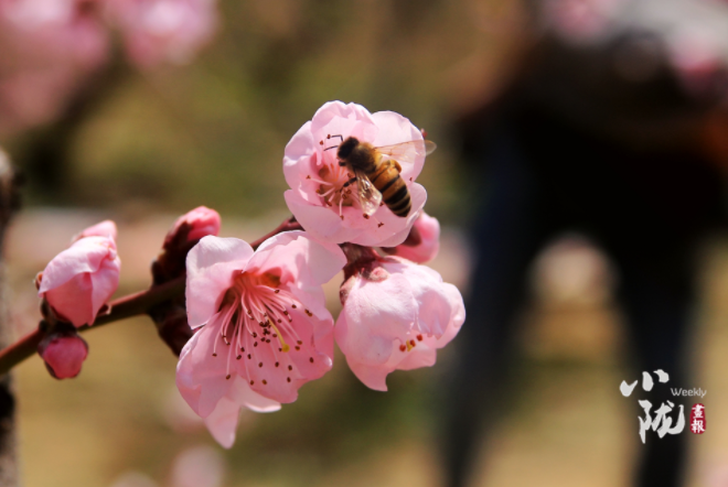 【小隴畫(huà)報(bào)·113期】最美人間四月天，灼灼桃花映秦安