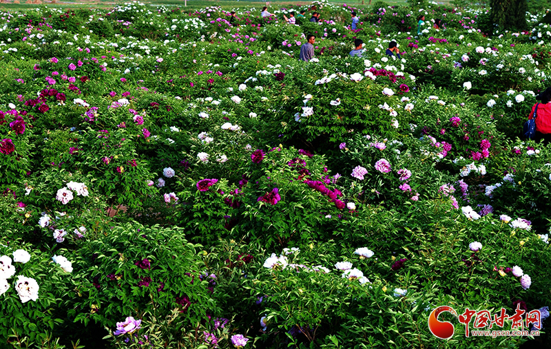 閱盡繁花盛景！定西文旅邀您共赴“紫斑牡丹”之約