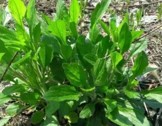 注意！路邊的野菜可不能亂采