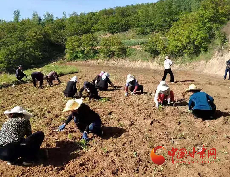 西和縣姜席鎮(zhèn)：移栽萬壽菊 鋪就致富路