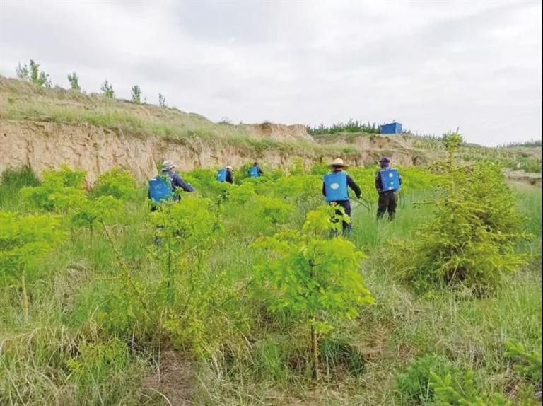 工程建設(shè)規(guī)模360畝 共栽植各類(lèi)苗木33332株 蘭州南北兩山生態(tài)綠化西山嶺景觀(guān)明顯提升