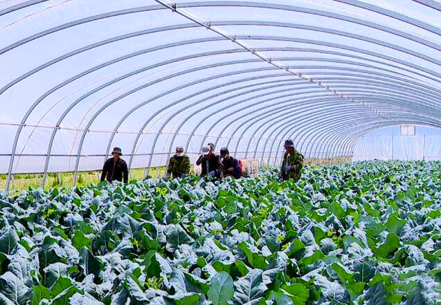 山丹：立足特色 以“小產業(yè)”書寫鄉(xiāng)村振興“大文章”