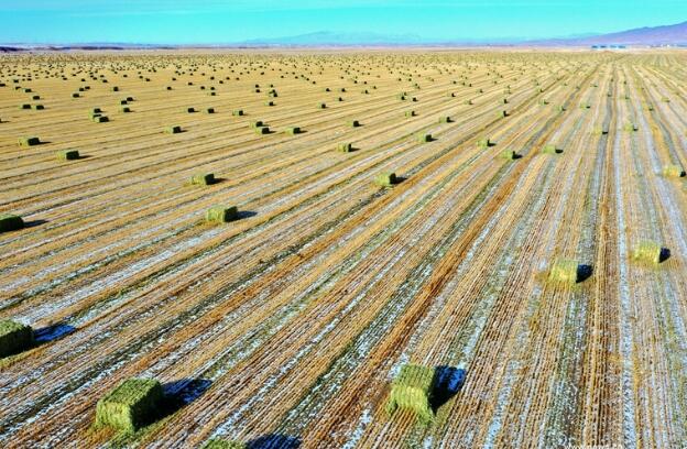 【“飛閱”中國】瞰！山丹馬場撒“青豆”