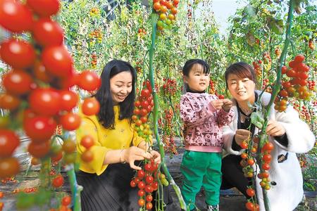 酒泉市肅州區(qū)東洞戈壁產(chǎn)業(yè)園里的圣女果、人參果陸續(xù)成熟上市