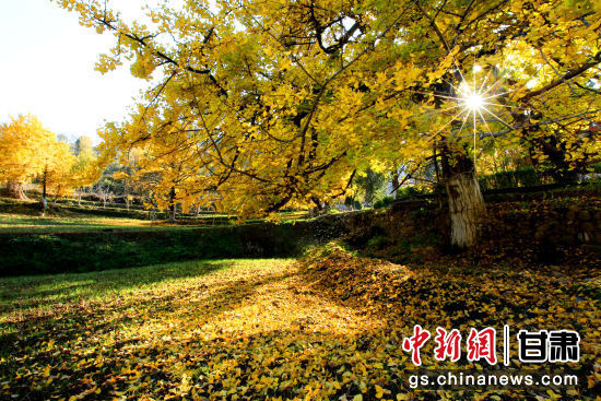 隴南徽縣銀杏樹最美的時(shí)候，當(dāng)屬每年的10月至11月。圖為樹葉已染黃的銀杏樹。張承榮 攝