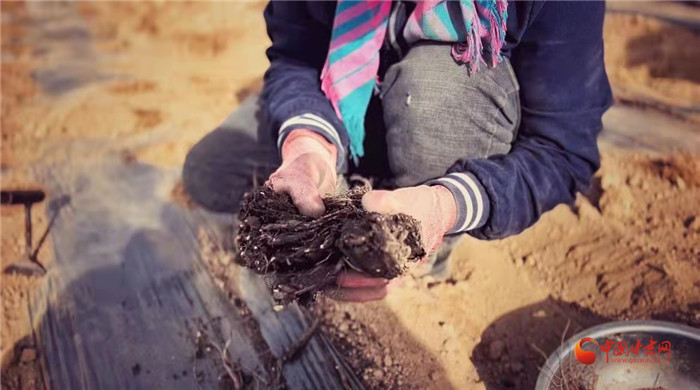 【隴拍客】好消息！榆中縣馬坡鄉(xiāng)在高海拔的馬銜山山麓種植1500畝當歸