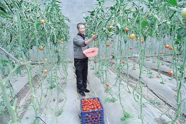 臨夏縣尹集、刁祁鎮(zhèn)易地扶貧搬遷后續(xù)產(chǎn)業(yè)園有日光溫室534座