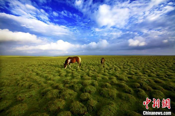 圖為甘肅甘南藏族自治州草原風光。(資料圖) 艾慶龍 　攝