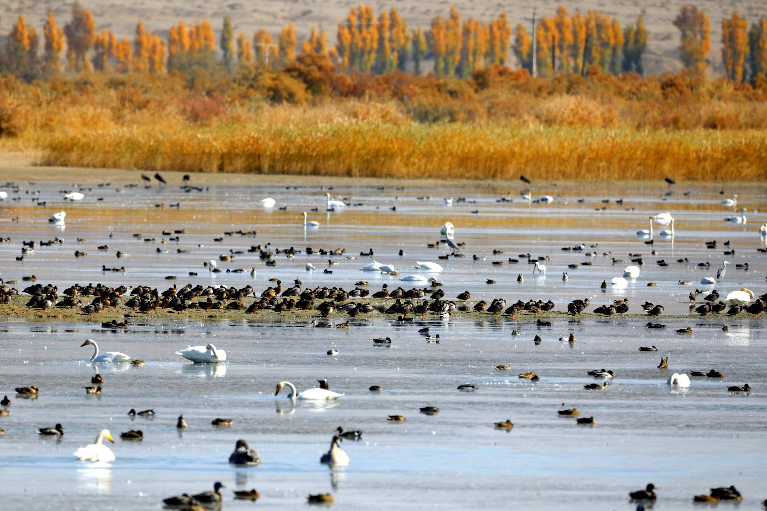 天鵝飛抵高臺(tái)縣黑河濕地嬉戲覓食、棲息越冬。尹昭霞攝