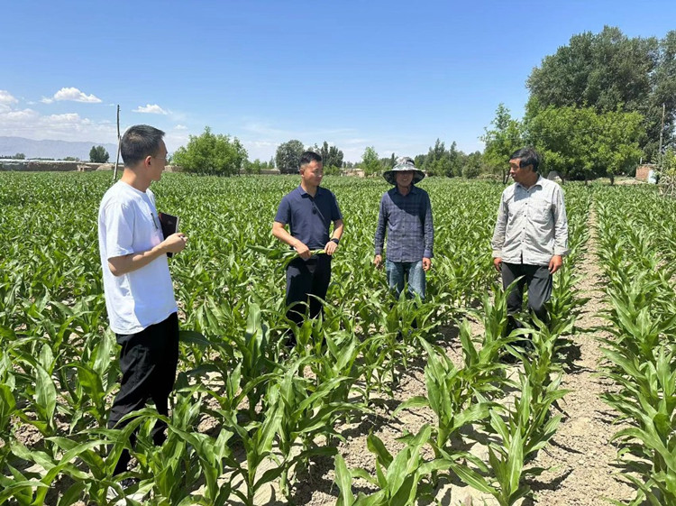 臨澤縣蓼泉鎮(zhèn)紀(jì)委工作人員深入田間地頭，現(xiàn)場(chǎng)了解玉米制種長(zhǎng)勢(shì)和產(chǎn)業(yè)發(fā)展情況。.jpg