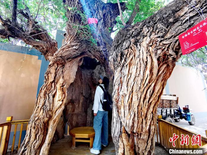 青海海東市阿河灘地質(zhì)文化村：古樹新枝、丹山碧水