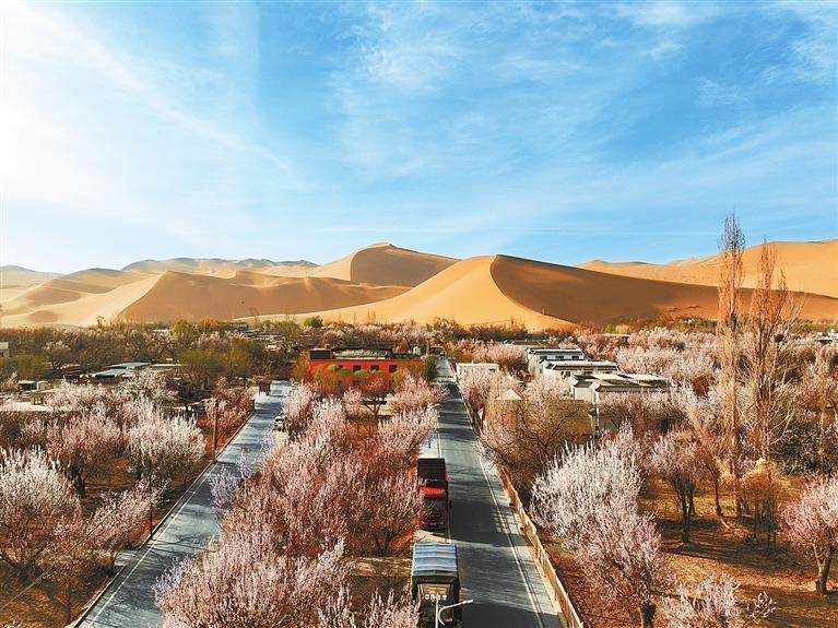 近日，敦煌鳴沙山下的李廣杏杏花陸續(xù)開放，美如畫卷。新甘肅·甘肅日?qǐng)?bào)通訊員　張曉亮