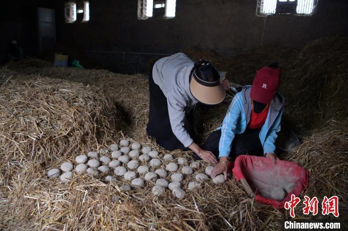 酒曲成型之后入曲房，入室之前要灑水，再鋪青稞草，防止曲塊的水分被吸走，曲房內(nèi)有通風(fēng)道、窗戶、暖氣、電熱爐等各種控制曲房溫度的設(shè)備。圖為5月10日，工作人員將成型的曲塊搬運(yùn)到曲房。九美旦增　攝