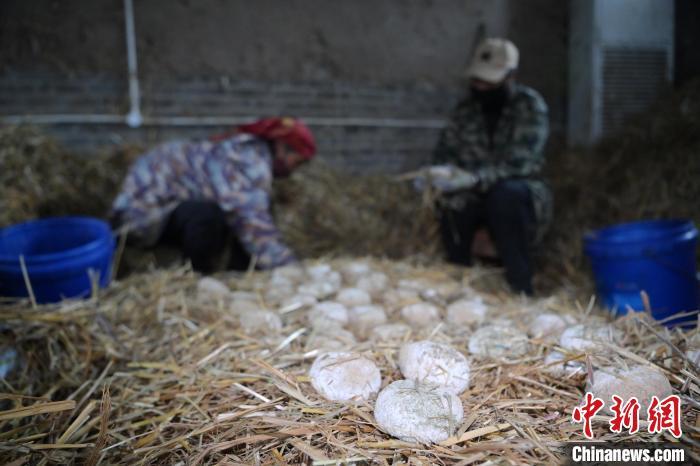 酒曲從曲坯入房培養(yǎng)到培養(yǎng)結(jié)束，整個(gè)培養(yǎng)周期控制在4至8天，曲坯的要求光滑，軟硬適宜，手按曲坯不松散，結(jié)實(shí)，薄厚一致。圖為5月10日，工作人員準(zhǔn)備將培養(yǎng)好的曲坯拿到外面晾曬。九美旦增　攝