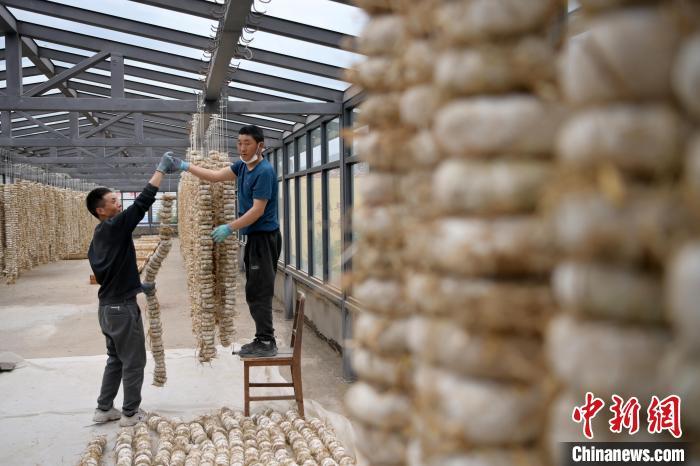 圖為5月10日，工作人員將用青稞面和青稞草等制成的曲坯用繩子串起來晾曬。九美旦增　攝