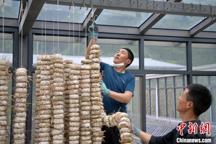圖為5月10日，工作人員將用青稞面和青稞草等制成的曲坯用繩子串起來晾曬。九美旦增　攝