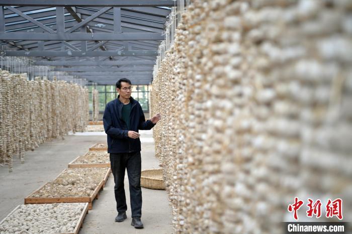 圖為5月10日，工作人員檢查晾曬的曲胚。九美旦增　攝