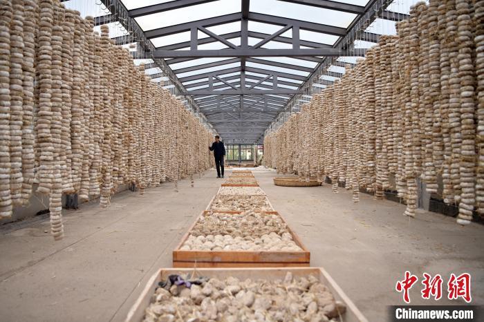 圖為5月10日，工作人員檢查晾曬的曲胚。九美旦增　攝